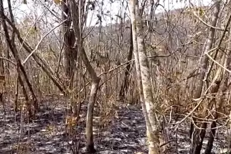 Incendio forestal en Tumbes