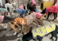 Animalista denuncia envenenamiento y ataques contra perros en albergue temporal de Pocollay