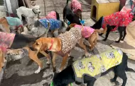 Animalista denuncia envenenamiento y ataques contra perros en albergue temporal de Pocollay