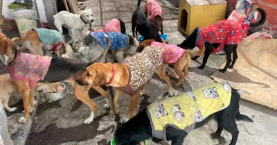 Albergue de perros en Tacna.
