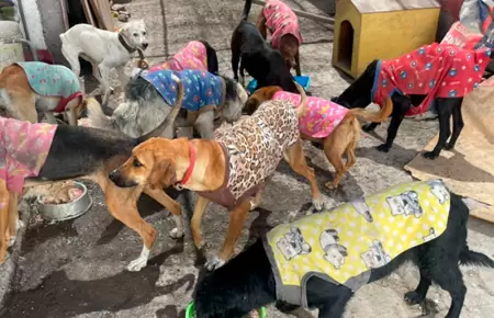 Albergue de perros en Tacna.