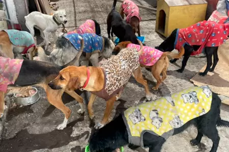 Albergue de perros en Tacna.