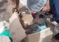 Hallan en Cusco fardo funerario prehispnico dentro de caja de cartn: Investigan posible trfico ilcito