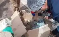 Hallan en Cusco fardo funerario prehispnico dentro de caja de cartn: Investigan posible trfico ilcito