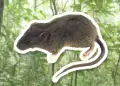 Hunuco: Investigadores peruanos descubren una nueva especia de roedor en Parque Nacional Tingo Mara