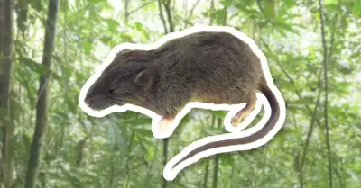 Descubren nueva especie de roedor.