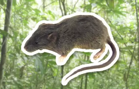 Descubren nueva especie de roedor.