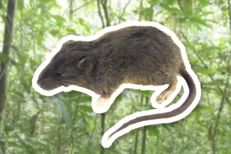 Descubren nueva especie de roedor.
