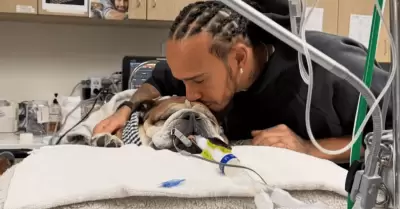 Lewis Hamilton vive duro momento por salud de su perrito Roscoe