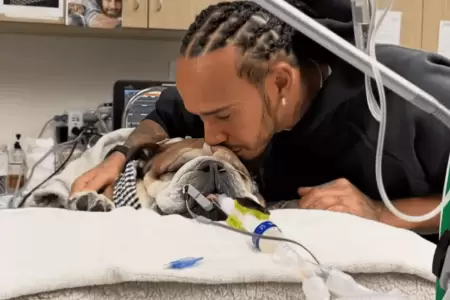 Lewis Hamilton vive duro momento por la muerte de su perrito Roscoe