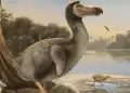El dodo 'resucitar?: Iniciativa gentica buscar que ave histrica vuelva de la extincin despus de ms de 300 aos