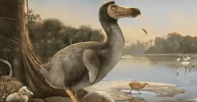 Iniciativa gentica buscar que el dodo vuelva de la extincin