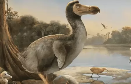Iniciativa gentica buscar que el dodo vuelva de la extincin