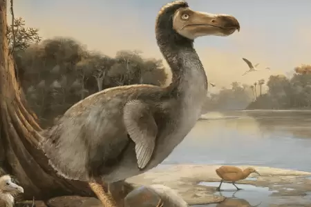 Iniciativa gentica buscar que el dodo vuelva de la extincin