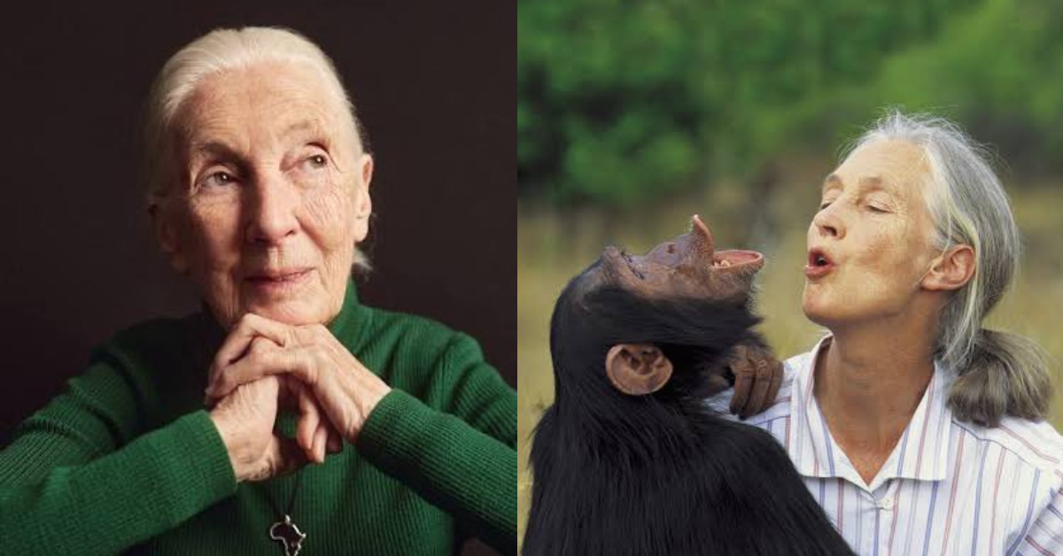Jane Goodall fallece a los 91 años: Investigadora es reconocida por demostrar que los chimpancés tienen sentimientos
