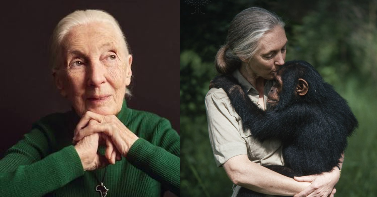 Jane Goodall fallece a los 91 años: Investigadora demostró que los chimpancés tienen sentimientos