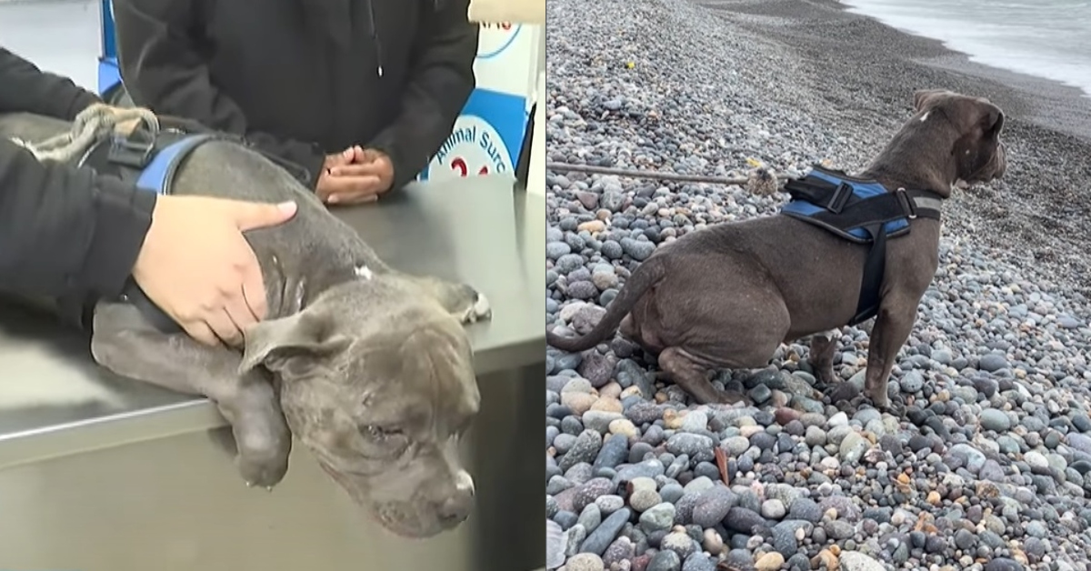 Atena siendo atendida en la veterinaria y disfrutando de la brisa del mar en la Costa Verde.