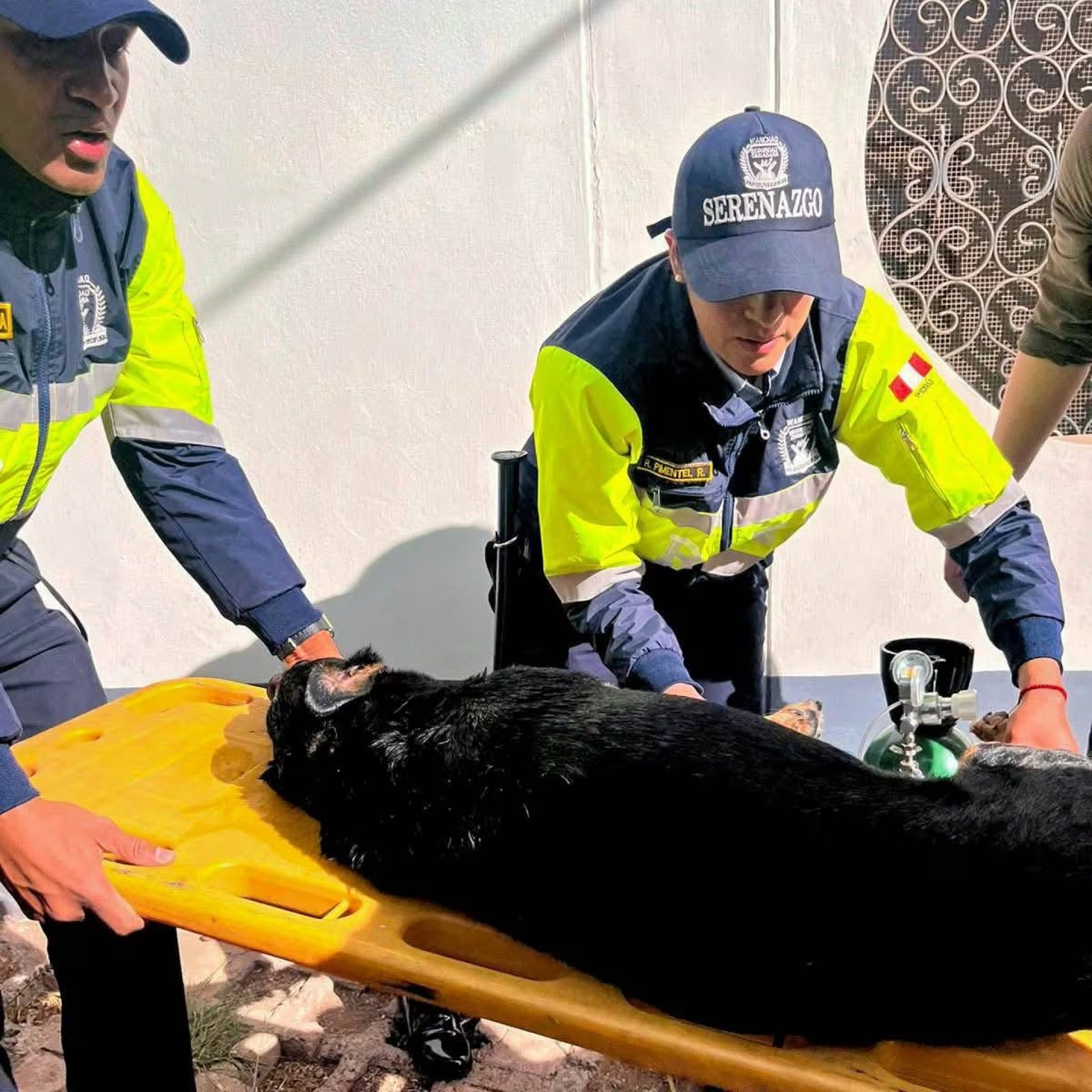Uno de los canes afectados siendo atendido por personal del serenazgo.