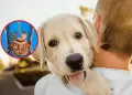 Esta es la enfermedad silenciosa que transmiten los perros y perjudica la salud de las personas