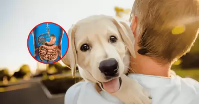 Hay una enfermedad silenciosa que transmiten los perros y perjudica la salud de