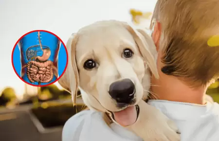 Hay una enfermedad silenciosa que transmiten los perros y perjudica la salud de