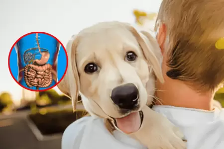 Hay una enfermedad silenciosa que transmiten los perros y perjudica la salud de
