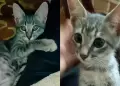 Ciudadanos exigen justicia por el gato "Misho" con plantn frente a la Fiscala de Gregorio Albarracn