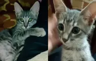Ciudadanos exigen justicia por el gato "Misho" con plantn frente a la Fiscala de Gregorio Albarracn