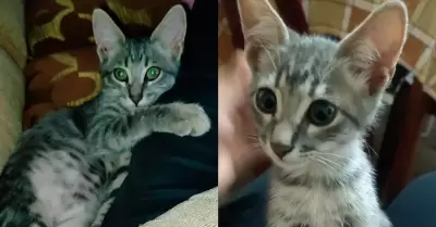 Gato "Misho" con plantón frente a la Fiscalía de Gregorio Albarracín.