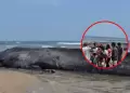 Hallan sin vida a ballena azul en Tumbes: Cetceo de ms de 22 metros ser incinerado