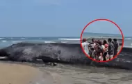 Hallan sin vida a ballena azul en Tumbes: Cetceo de ms de 22 metros ser incinerado