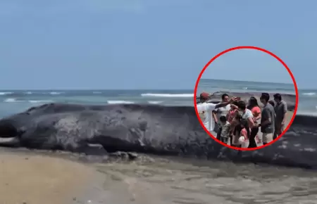 Ballena que fue hallada sin vida en Tumbes ser incinerada