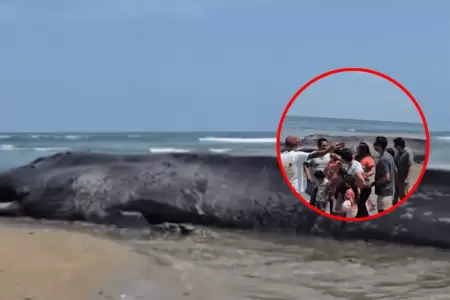 Ballena que fue hallada sin vida en Tumbes ser incinerada
