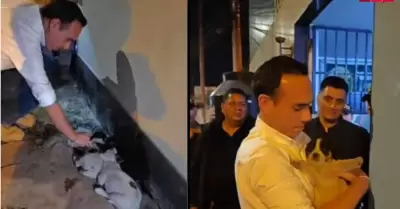 Jer rescata cachorras
