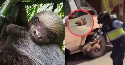 Investigan presunto maltrato contra oso perezoso en Tocache.