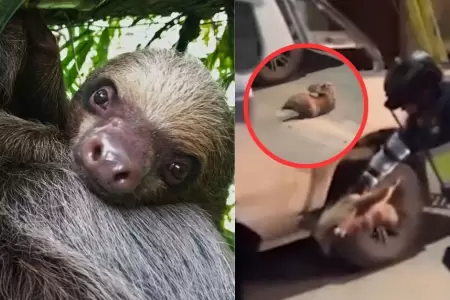 Investigan presunto maltrato contra oso perezoso en Tocache.