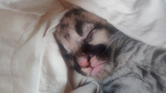 Cría de puma concolor que fue hallada en zona agreste de Sullana