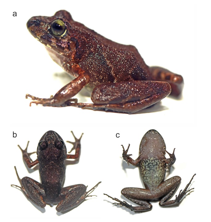 La Oreobates shunkusacha.