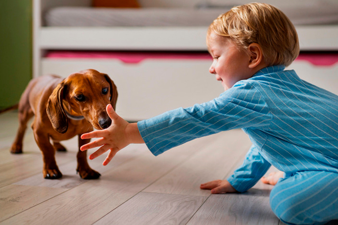Desde la infancia, el respeto por los animales puede cambiar a toda una sociedad.
