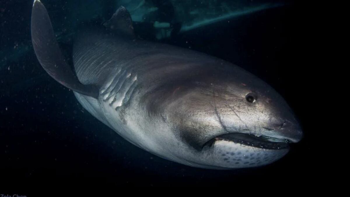 Tiburón megaboca, considerado 'fósil viviente'