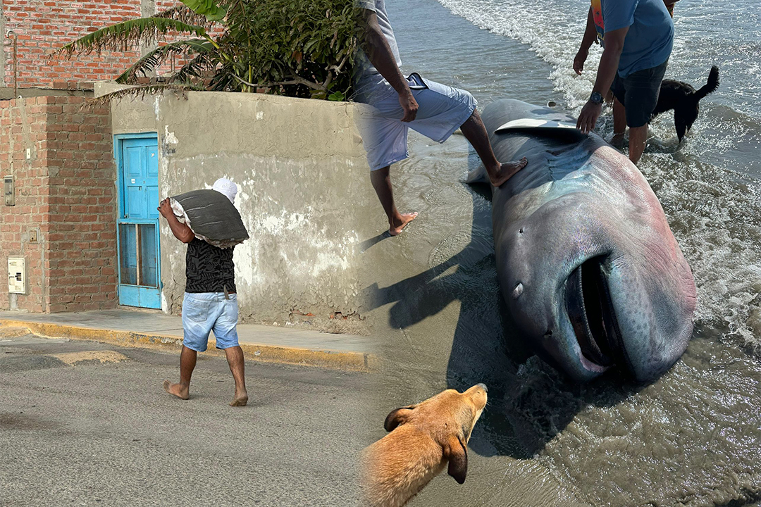 Animal que debía ser motivo de estudio, fue convertido en producto de consumo.