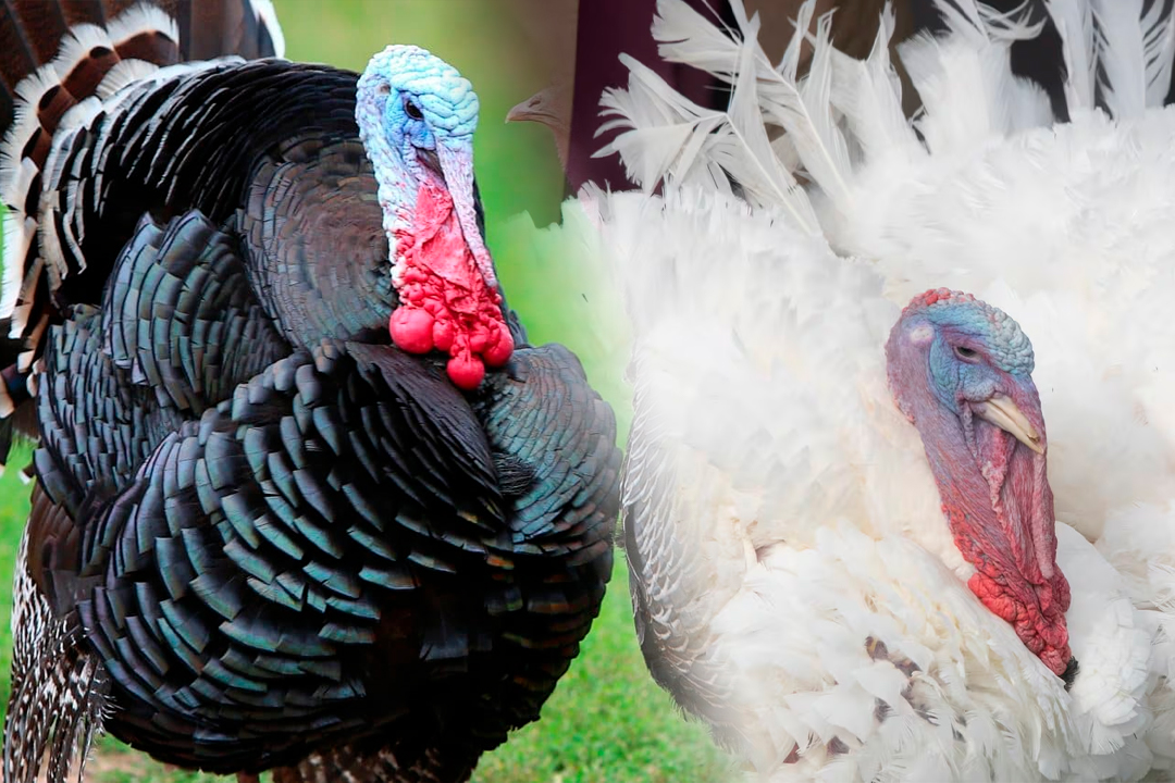 Algunas personas vienen separando su pavo desde el mes de octubre.