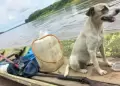 Hallan embarcacin de hombre desaparecido en el ro Ucayali: Solo su perrita fue encontrada con vida