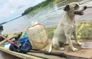 Hallan embarcación de hombre desaparecido en el río Ucayali: Solo su perrita fue encontrada con vida