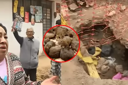 Vecinos denuncian presencia de roedores tras colapso de desage