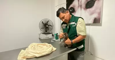 Rescatan cra de puma que fue hallada en fundo agrcola en Sullana