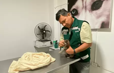 Rescatan cra de puma que fue hallada en fundo agrcola en Sullana