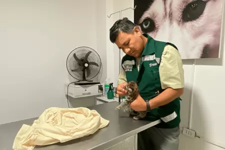 Rescatan cra de puma que fue hallada en fundo agrcola en Sullana