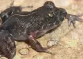 Conoce al 'Corazn del bosque': La nueva especie de RANA descubierta por cientficos en la selva peruana