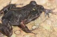 Conoce al 'Corazn del bosque': La nueva especie de RANA descubierta por cientficos en la selva peruana